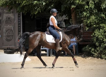 PRE Mix, Wallach, 5 Jahre, 158 cm, Rappe