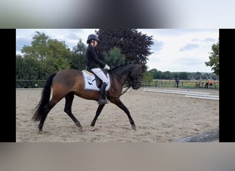 PRE Mix, Wallach, 5 Jahre, 158 cm, Rappe