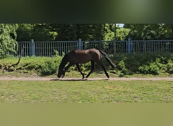 PRE Mix, Wallach, 5 Jahre, 158 cm, Rappe