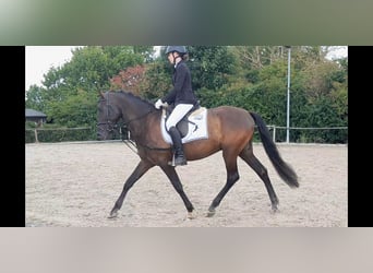 PRE Mix, Wallach, 5 Jahre, 158 cm, Rappe