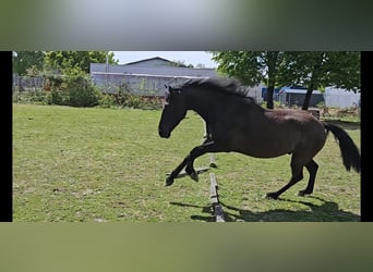PRE Mix, Wallach, 5 Jahre, 158 cm, Rappe