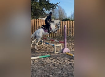 PRE Mix, Wallach, 5 Jahre, 158 cm, Schimmel