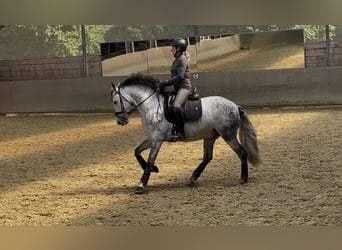 PRE, Wallach, 5 Jahre, 158 cm, Schimmel