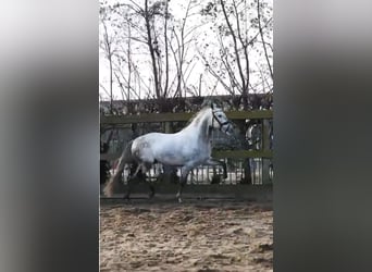 PRE, Wallach, 5 Jahre, 158 cm, Schimmel
