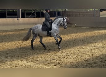 PRE, Wallach, 5 Jahre, 158 cm, Schimmel