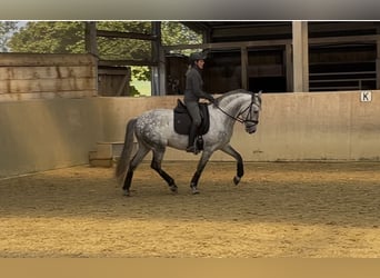 PRE, Wallach, 5 Jahre, 158 cm, Schimmel