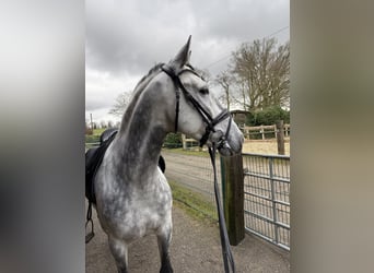 PRE, Wallach, 5 Jahre, 158 cm, Schimmel