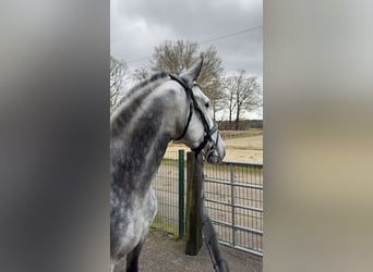 PRE, Wallach, 5 Jahre, 158 cm, Schimmel