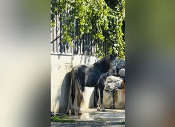 PRE Mix, Wallach, 5 Jahre, 159 cm, Apfelschimmel