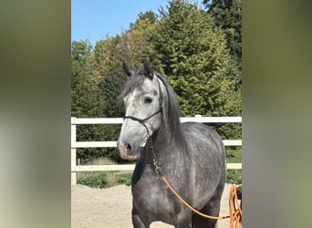PRE Mix, Wallach, 5 Jahre, 159 cm, Apfelschimmel