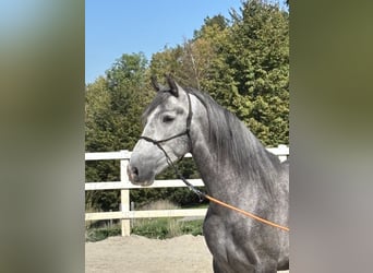 PRE Mix, Wallach, 5 Jahre, 159 cm, Apfelschimmel