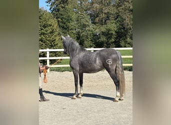 PRE Mix, Wallach, 5 Jahre, 159 cm, Apfelschimmel