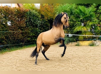 PRE Mix, Wallach, 5 Jahre, 159 cm, Buckskin