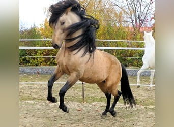 PRE Mix, Wallach, 5 Jahre, 159 cm, Buckskin
