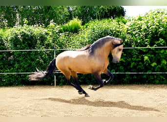 PRE Mix, Wallach, 5 Jahre, 159 cm, Buckskin