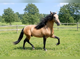 PRE Mix, Wallach, 5 Jahre, 159 cm, Falbe