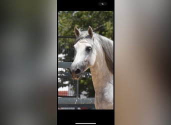 PRE Mix, Wallach, 5 Jahre, 160 cm, Apfelschimmel