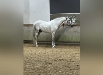 PRE Mix, Wallach, 5 Jahre, 160 cm, Apfelschimmel