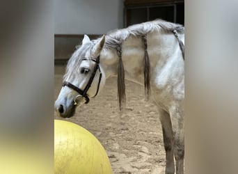 PRE Mix, Wallach, 5 Jahre, 160 cm, Apfelschimmel