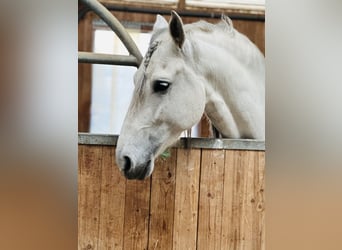 PRE Mix, Wallach, 5 Jahre, 160 cm, Apfelschimmel