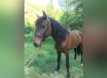 PRE, Wallach, 5 Jahre, 160 cm, Brauner