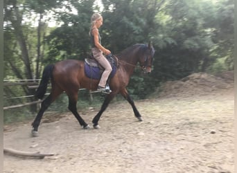 PRE, Wallach, 5 Jahre, 160 cm, Brauner