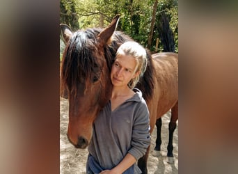 PRE, Wallach, 5 Jahre, 160 cm, Brauner
