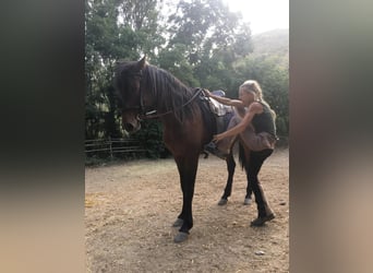 PRE, Wallach, 5 Jahre, 160 cm, Brauner