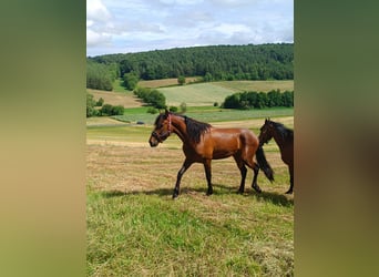 PRE, Wallach, 5 Jahre, 160 cm, Brauner