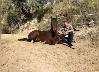 PRE, Wallach, 5 Jahre, 160 cm, Brauner