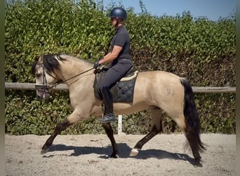 PRE Mix, Wallach, 5 Jahre, 160 cm, Falbe