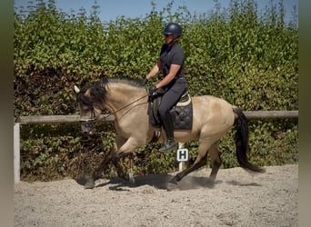 PRE Mix, Wallach, 5 Jahre, 160 cm, Falbe