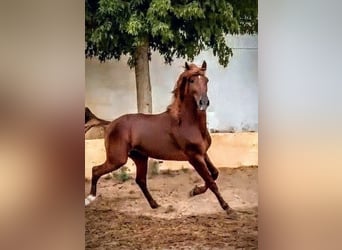 PRE Mix, Wallach, 5 Jahre, 160 cm, Fuchs