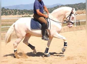 PRE Mix, Wallach, 5 Jahre, 160 cm, Perlino
