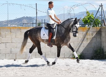 PRE, Wallach, 5 Jahre, 160 cm, Schimmel