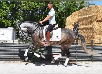 PRE, Wallach, 5 Jahre, 160 cm, Schimmel