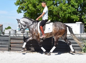 PRE, Wallach, 5 Jahre, 160 cm, Schimmel