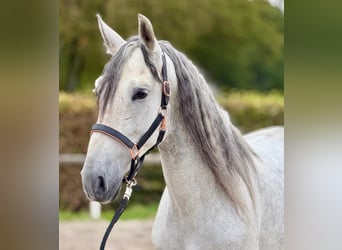 PRE Mix, Wallach, 5 Jahre, 160 cm, Schimmel