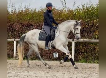 PRE Mix, Wallach, 5 Jahre, 160 cm, Schimmel