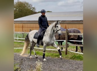 PRE Mix, Wallach, 5 Jahre, 160 cm, Schimmel