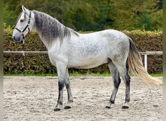 PRE Mix, Wallach, 5 Jahre, 160 cm, Schimmel