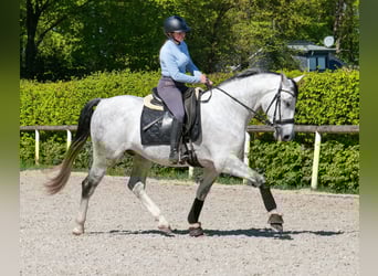 PRE Mix, Wallach, 5 Jahre, 160 cm, Schimmel