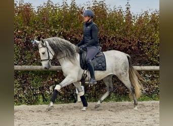PRE Mix, Wallach, 5 Jahre, 160 cm, Schimmel
