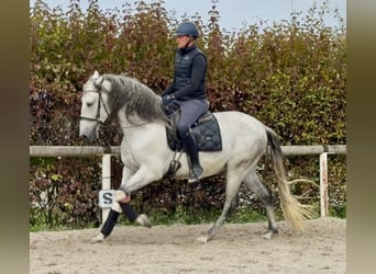 PRE Mix, Wallach, 5 Jahre, 160 cm, Schimmel