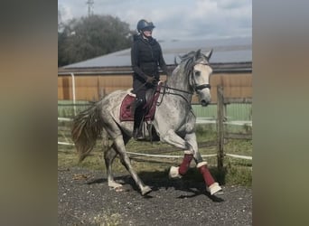 PRE Mix, Wallach, 5 Jahre, 160 cm, Schimmel