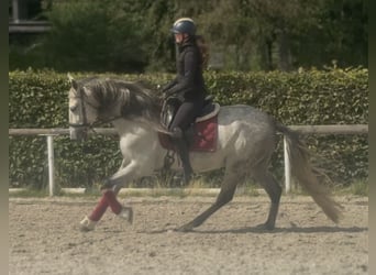 PRE Mix, Wallach, 5 Jahre, 160 cm, Schimmel