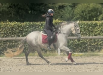 PRE Mix, Wallach, 5 Jahre, 160 cm, Schimmel