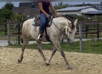 PRE, Wallach, 5 Jahre, 160 cm, Schimmel