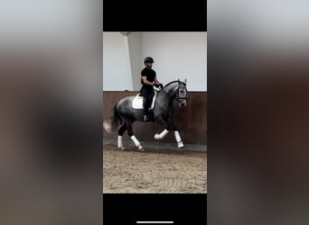 PRE, Wallach, 5 Jahre, 161 cm, Schimmel