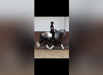 PRE, Wallach, 5 Jahre, 161 cm, Schimmel